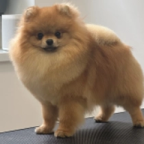 Midge, orange Pomeranian for sale