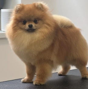 Pomeranian puppy for sale
