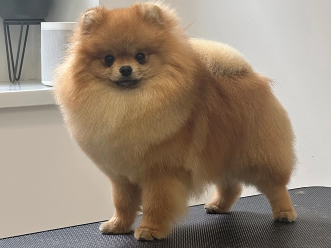 Pomeranian puppy for sale