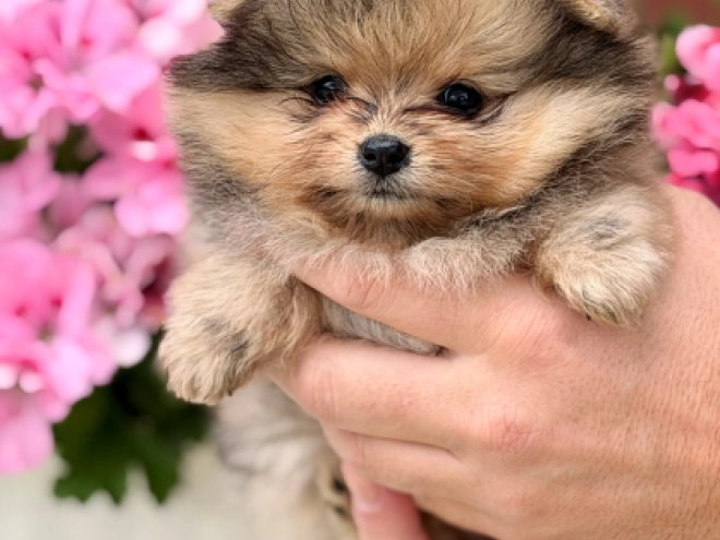Pomeranian puppy for sale