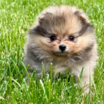Shelby, merle Pomeranian for sale