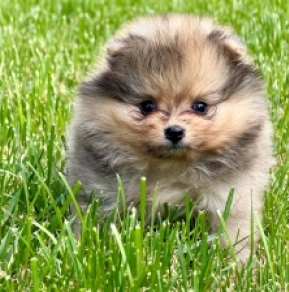 Pomeranian puppy for sale