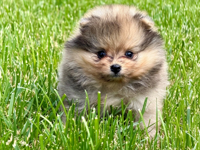 Pomeranian puppy for sale