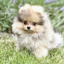 Shelby, merle Pomeranian for sale