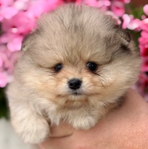 Perros Pomerano en venta