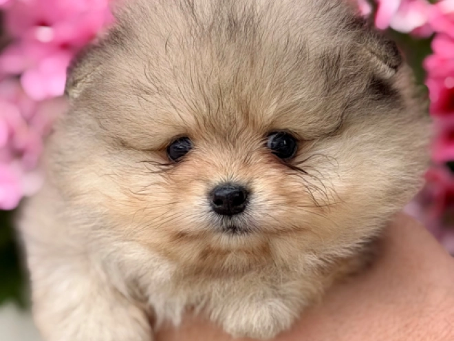 Perros Pomerano en venta