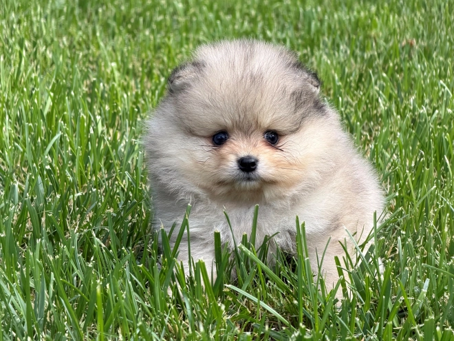 Perros Pomerano en venta