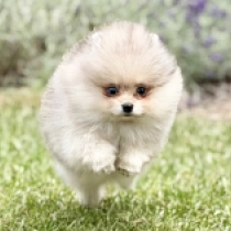 Piccolo, merle Pomeranian for sale