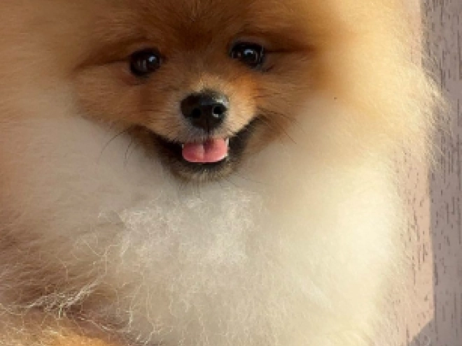 Pomeranian puppy for sale