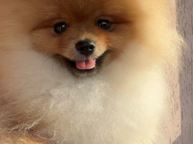 Pomeranian puppy for sale