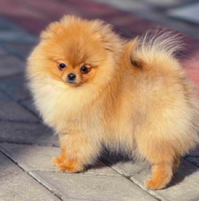 Pomeranian puppy for sale