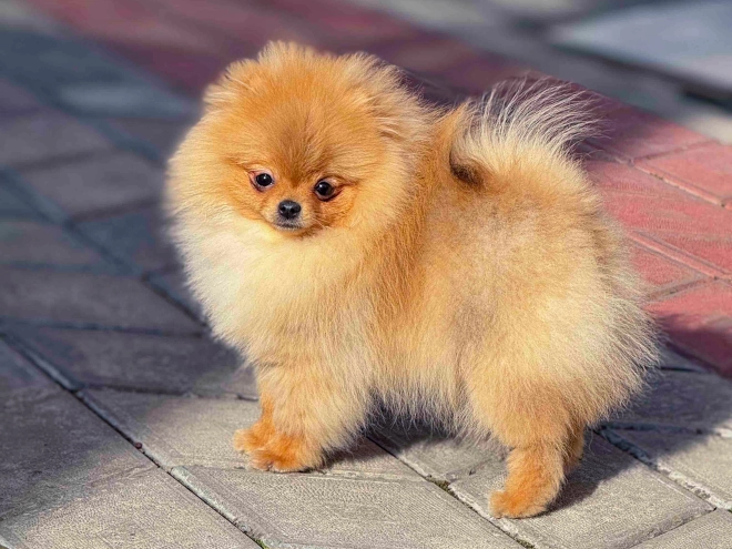 Pomeranian puppy for sale