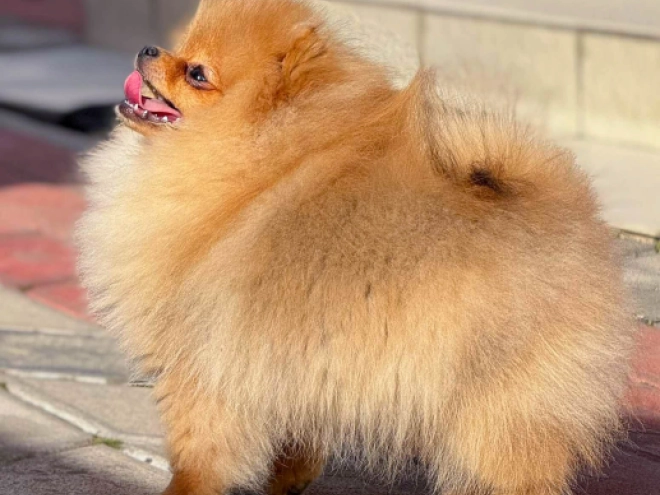 Pomeranian puppy for sale