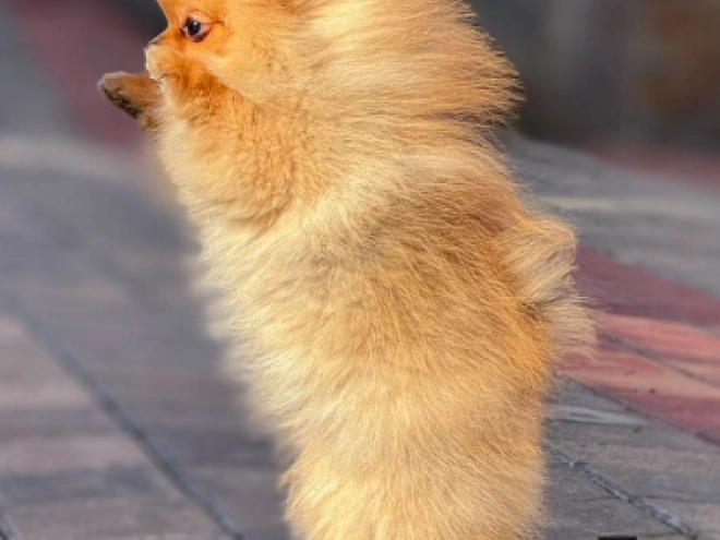 Pomeranian puppy for sale