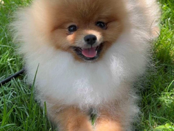 Pomeranian puppy for sale