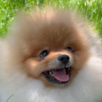 Tidbit, orange Pomeranian for sale