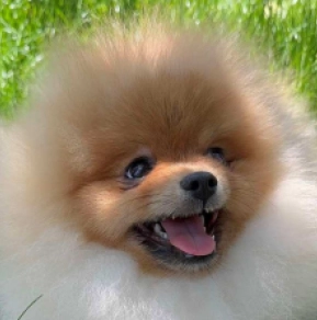 Pomeranian puppy for sale