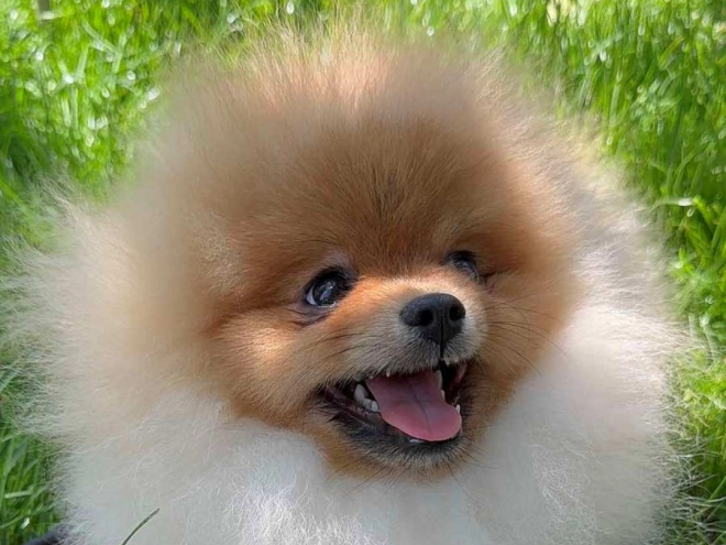 Pomeranian puppy for sale