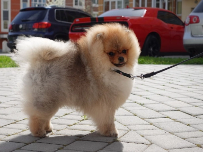 Pomeranian puppy for sale
