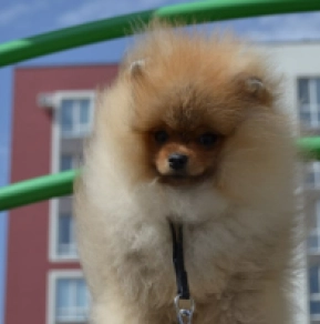 Pomeranian puppy for sale