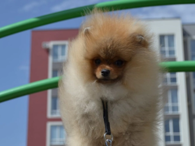 Pomeranian puppy for sale