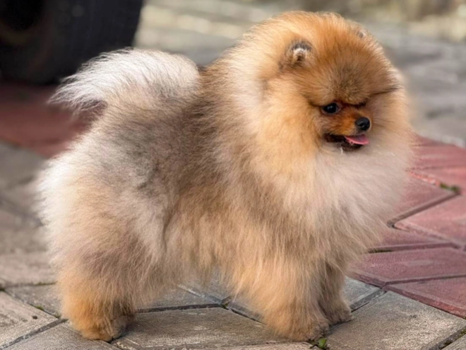 Pomeranian puppy for sale