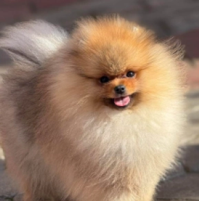 Pomeranian puppy for sale