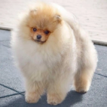Doglet, orange sable Deutscher Zwergspitz Welpen kaufen