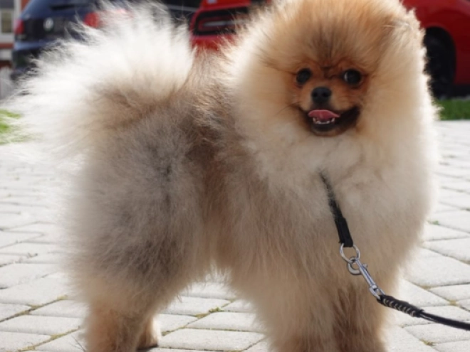 Pomeranian puppy for sale