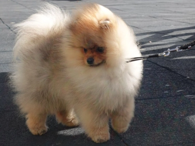 Pomeranian puppy for sale