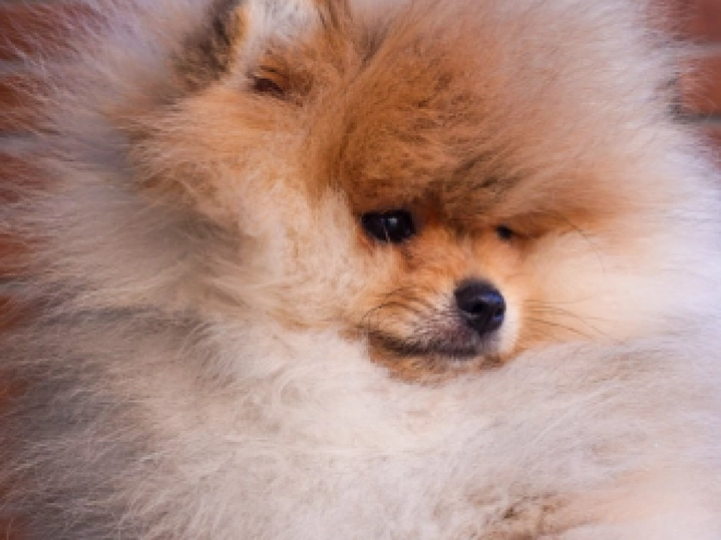 Pomeranian puppy for sale
