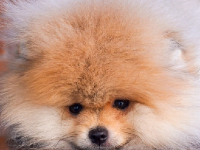 Pomeranian puppy for sale