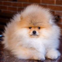 Pomeranian puppy for sale