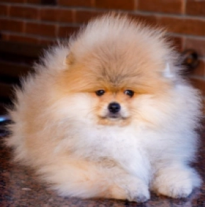 Pomeranian puppy for sale