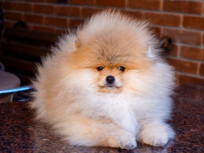 Pomeranian puppy for sale