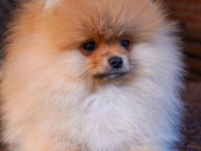 Pomeranian puppy for sale