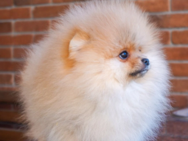 Pomeranian puppy for sale