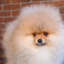 Pomeranian puppy for sale
