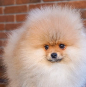 Pomeranian puppy for sale