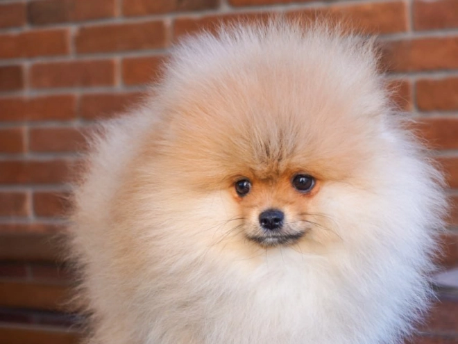 Pomeranian puppy for sale