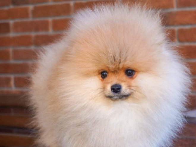 Pomeranian puppy for sale