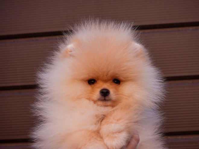 Pomeranian puppy for sale