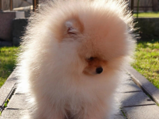 Pomeranian puppy for sale