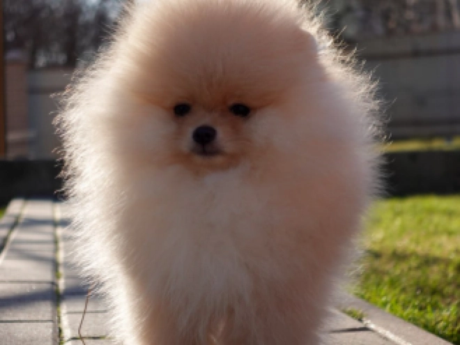 Pomeranian puppy for sale