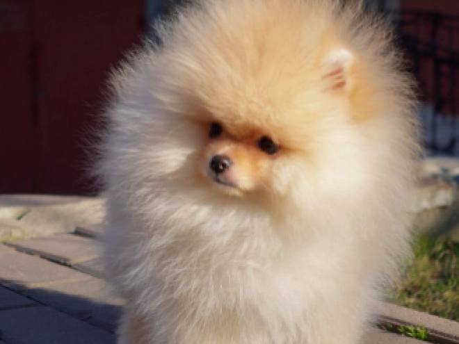Pomeranian puppy for sale