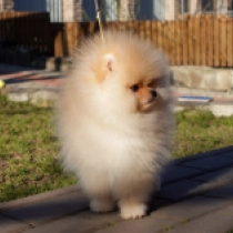 Pomeranian puppy for sale