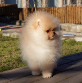 Pomeranian puppy for sale