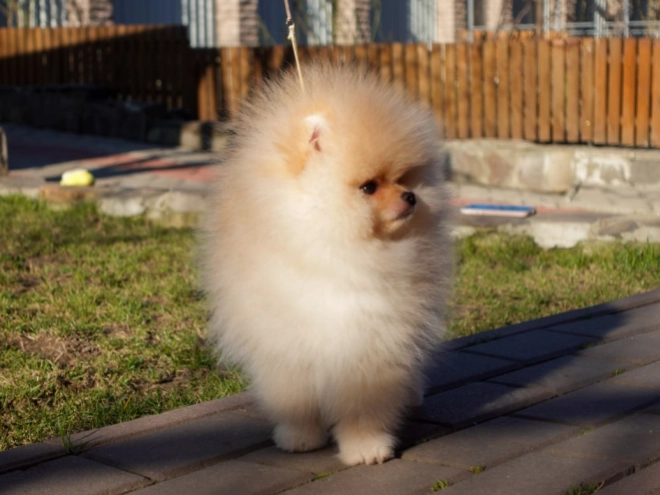 Pomeranian puppy for sale