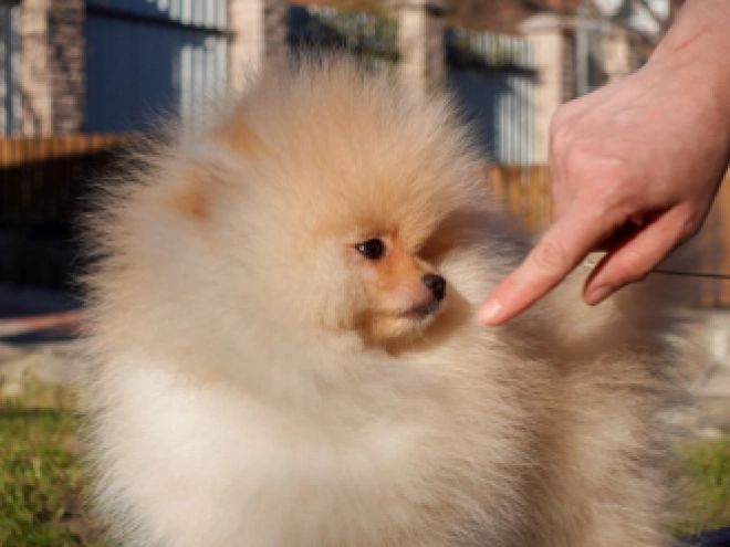 Pomeranian puppy for sale