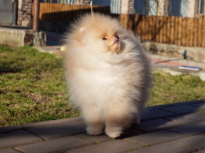 Pomeranian puppy for sale